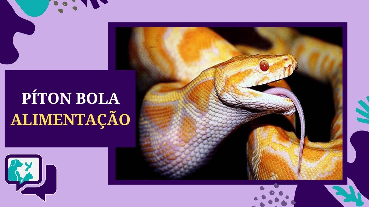 Como Alimentar uma Cobra PÍTON REAL ou PÍTON BOLA