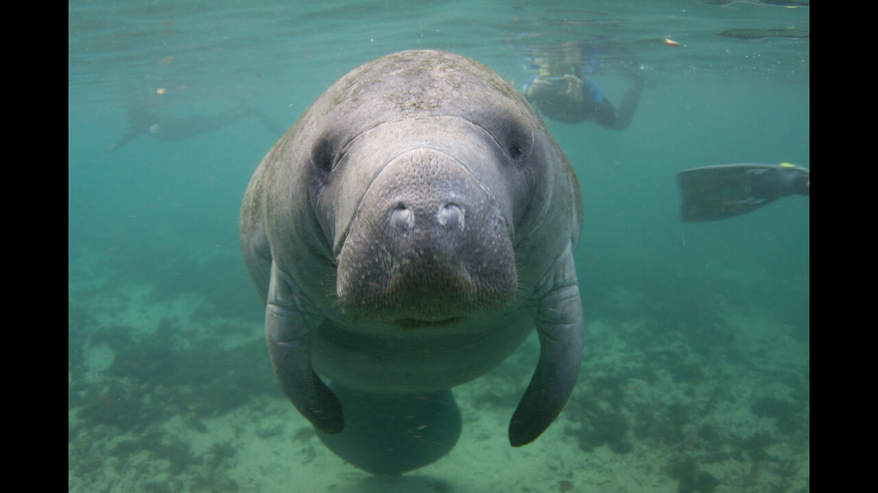 Manatee's Spotted Near Tampa Bay