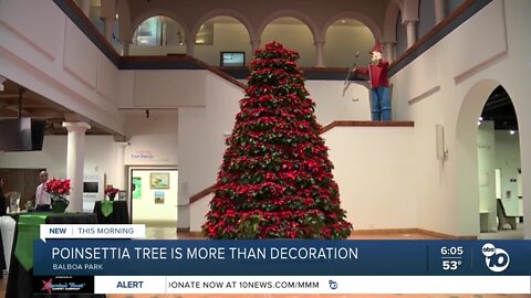 A poinsettia tree's significance to San Diego's history
