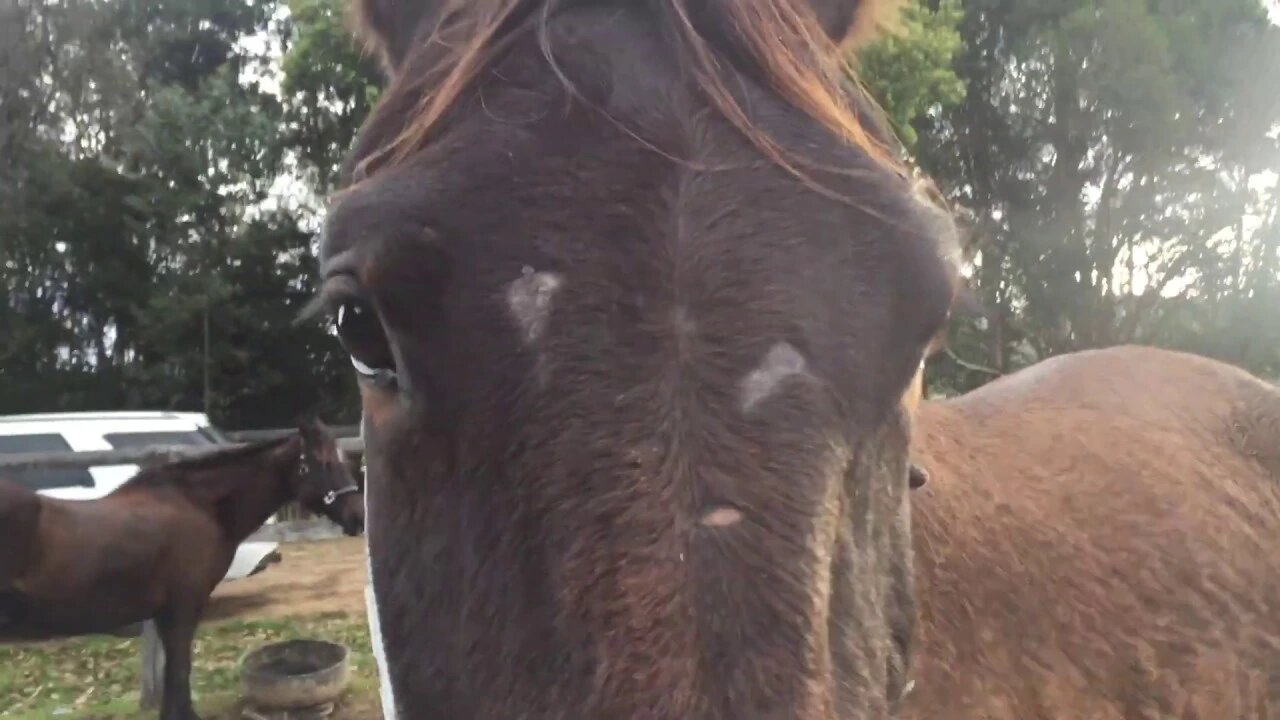 Inspecting Tuppy's injuries - the hood on her coat got stuck over her eyes and it caused issues