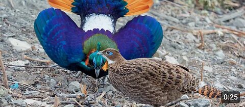 Nepal birds