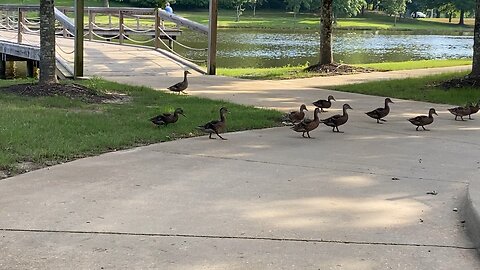 Ducks At Veterans Park