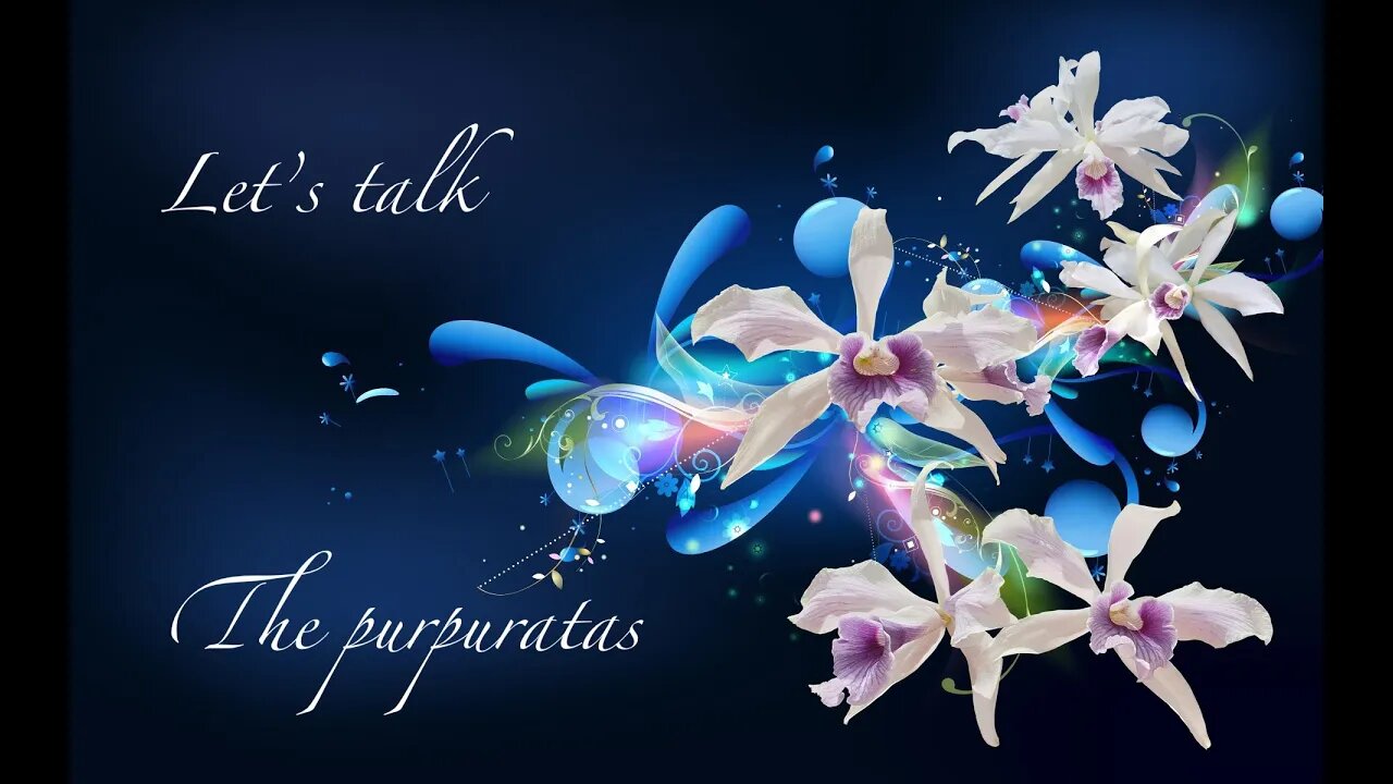 LET'S TALK THE PURPURATAS - The Laelia purpuratas, to be exact! My care & other interesting facts!
