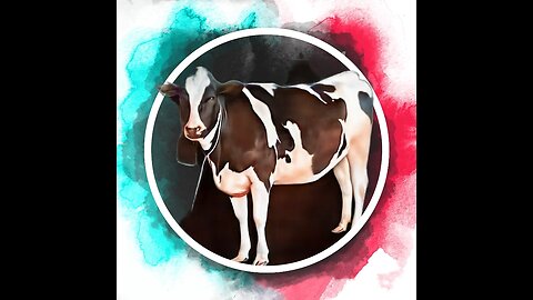 A Cow for a diary farm