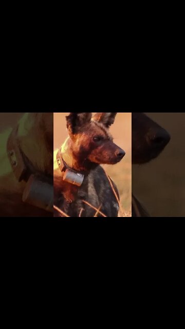 Maasai Mara Sightings Today 17/08/21 (Lions, Cheetah, etc) | Zebra Plains | #shorts