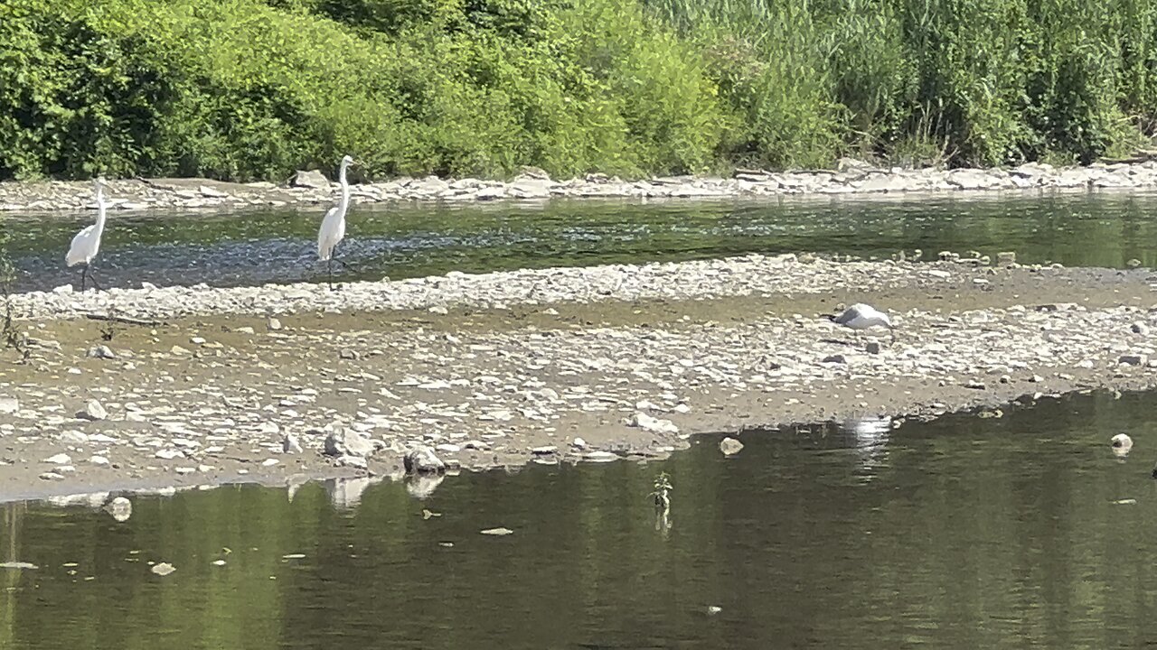 Great White Egrets thought about making a move on seagull catch