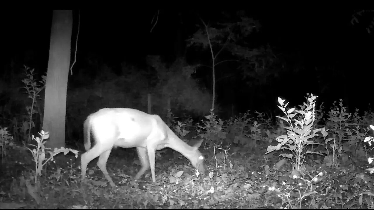 A Doe and a fawn just passing through