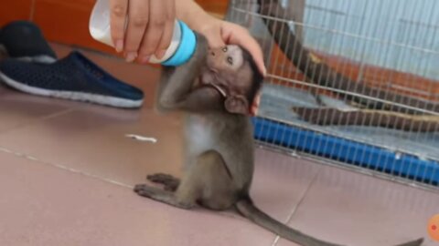 -how-to-care-your-pet-my-sister-learn-how-to-give-food-to-her pet 