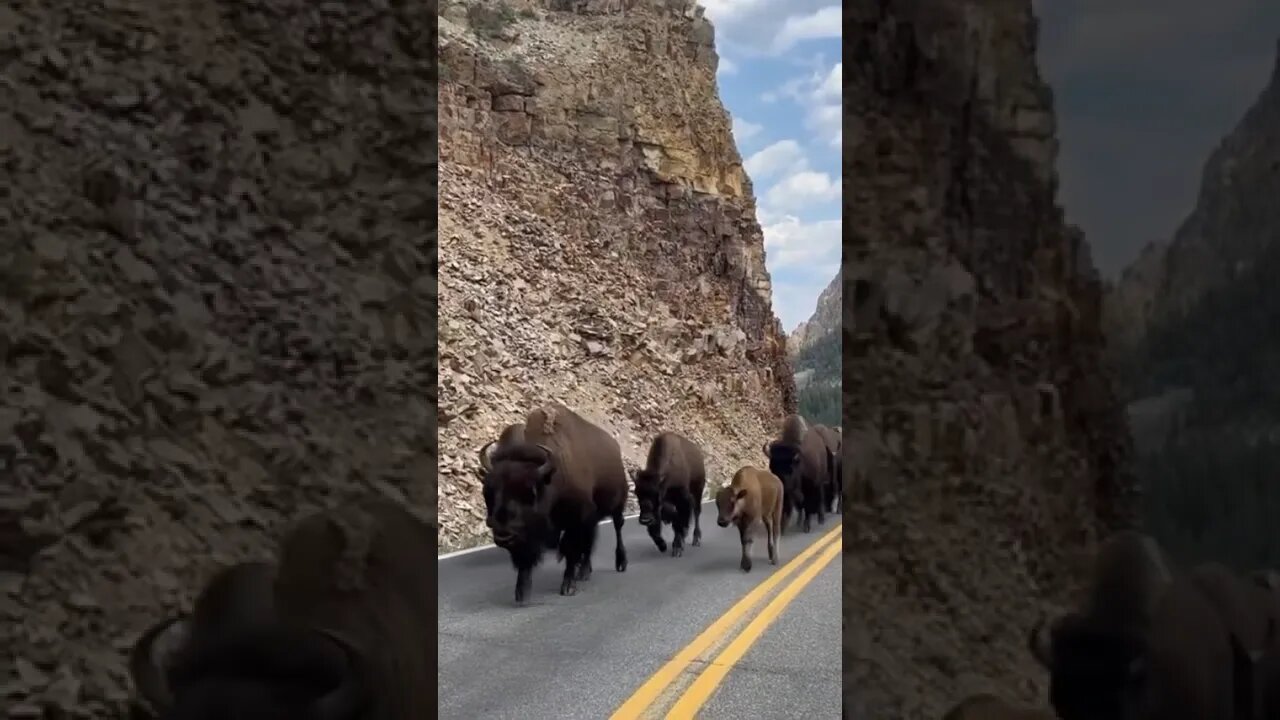 Herd of bisons passing by