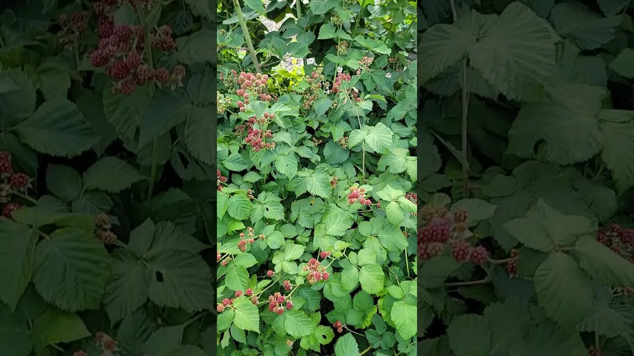 Blackberries for days ...