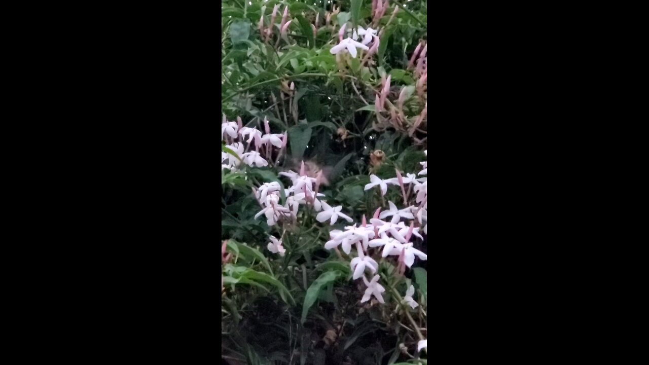 Hummingbird Moth getting some Jasmine this morning 🌄