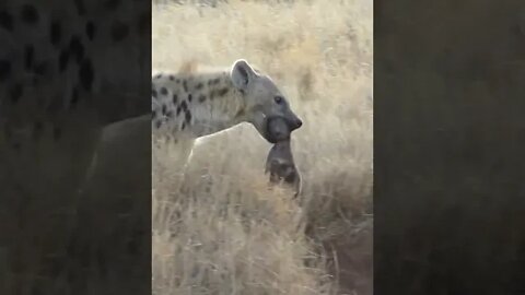 Rare Footage of Hyena Carrying her Cub!🤔#shorts #safari #travel #travelling