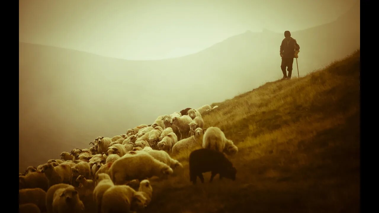 "You have a good shepherd Jesus who has more for you" Misericordia Domini - May 1, 2022