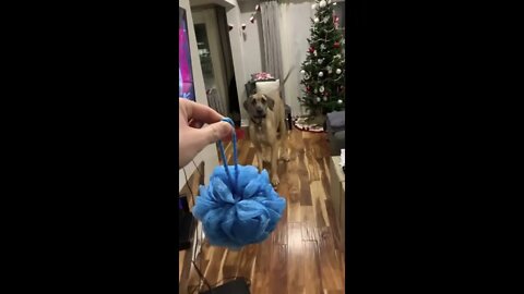 He’s 190lbs but still scared of EVERYTHING