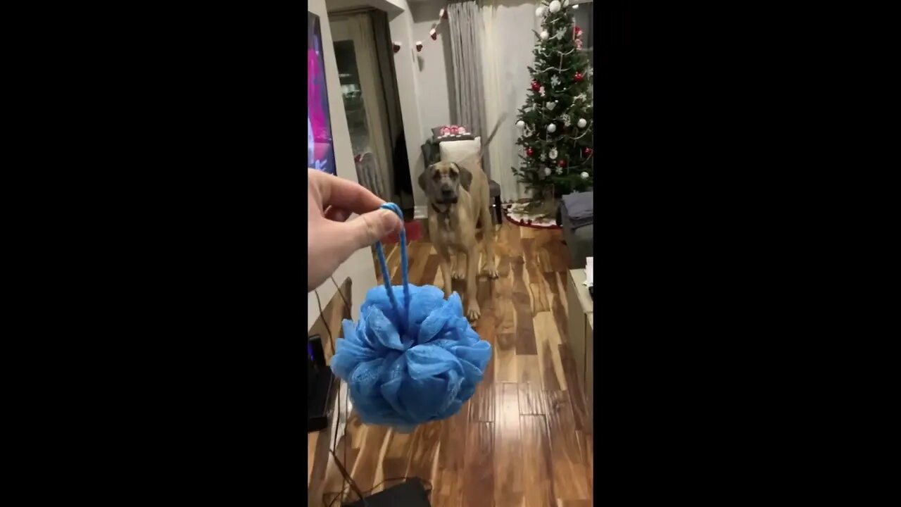 He’s 190lbs but still scared of EVERYTHING