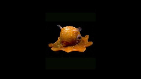 Flapjack Octopus | Real Life Stuffed Animal