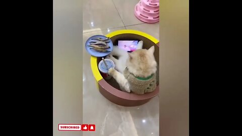 cute cat videos 😹 funny videos 😂1801