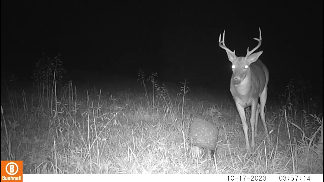 Trail Camera captures of Wildlife Middle Tennessee 32