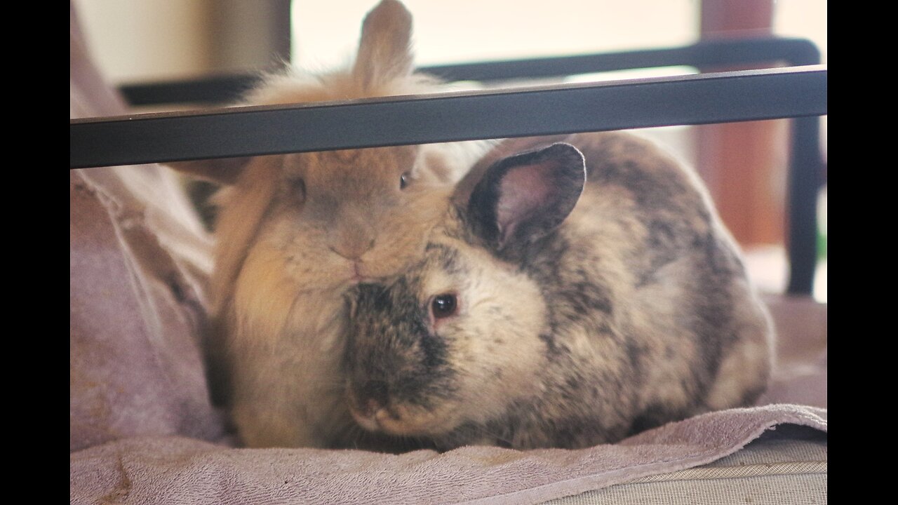 Rabbits Pester For Treats