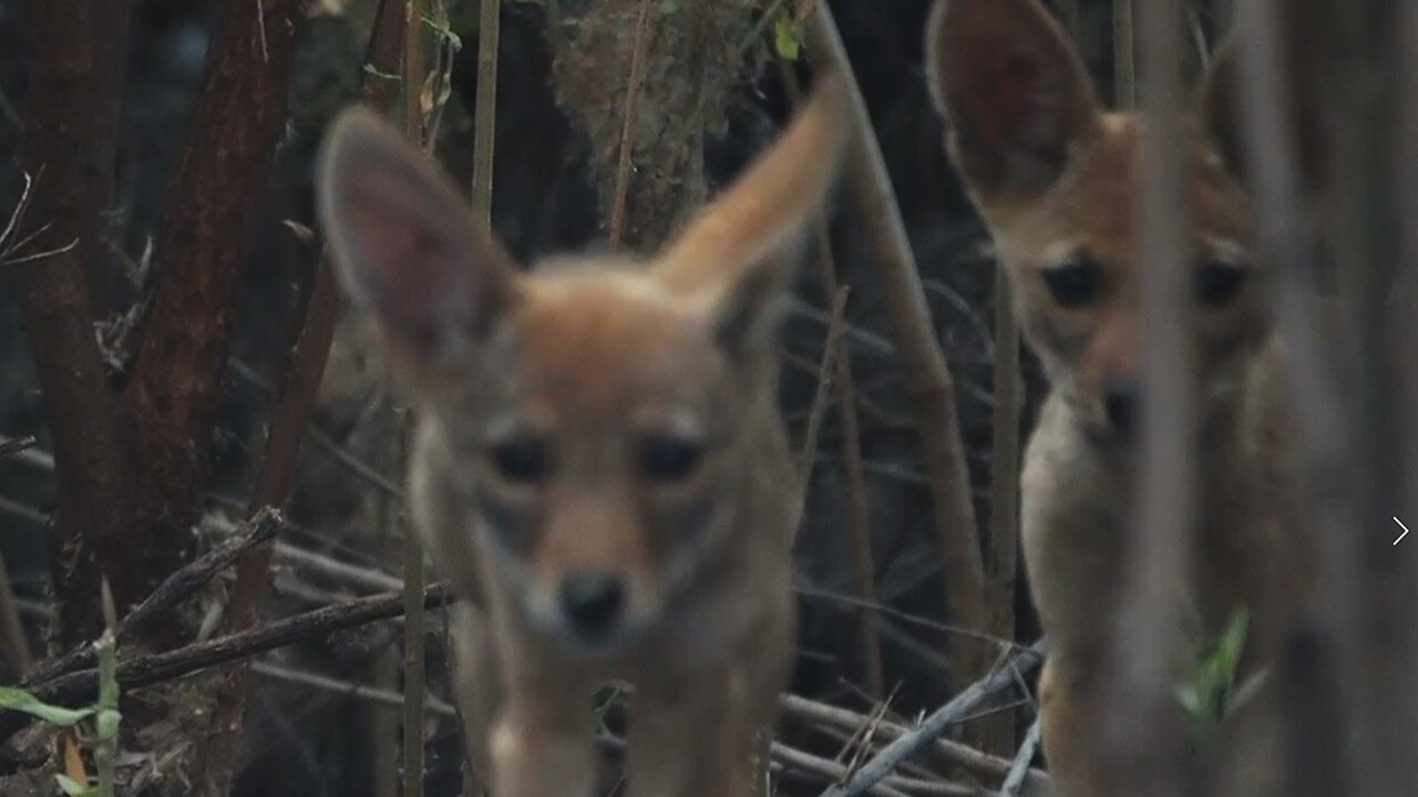 Coyote Pups