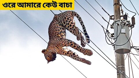 যখন প্রাণীদের পাগলামি অতি মাত্রায় বেড়ে যায়। পশু বৈদ্যুতিক শক animals help