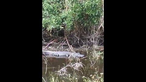 Big Gator hanging out