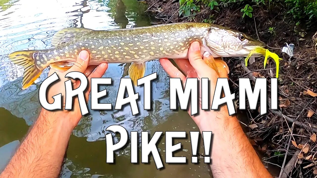 I caught my FIRST pike in Ohio! ( Great Miami River )