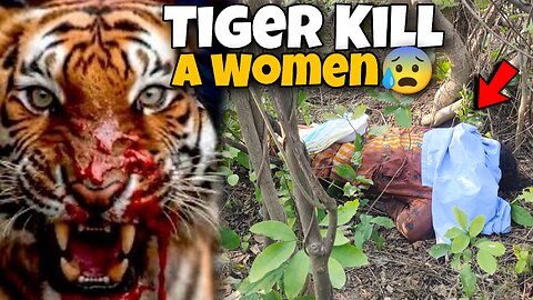 आदमखोर Tiger ने ले ली औरत की जान😰 | Tiger attack A women | Jim corbett national park