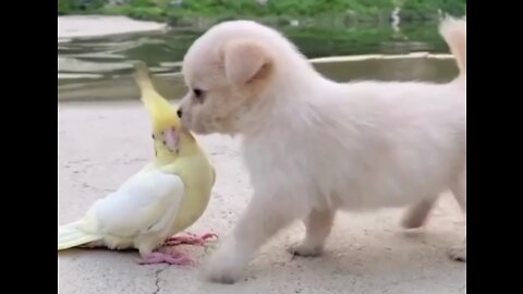 Puppy il love birds