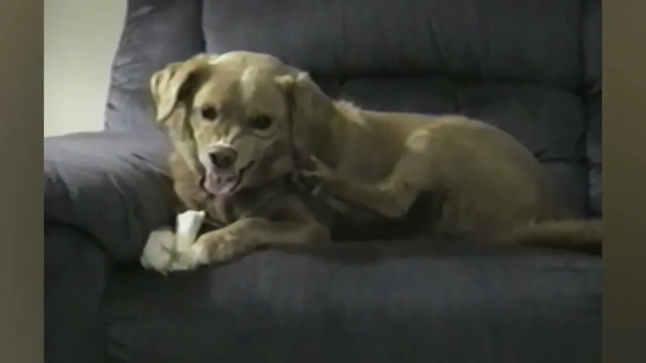 Dog Growls and Bites His Own Leg