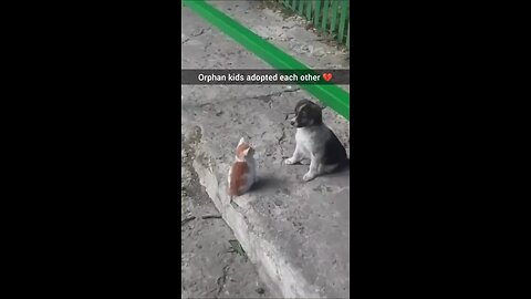 Homeless and Orphan furry kids