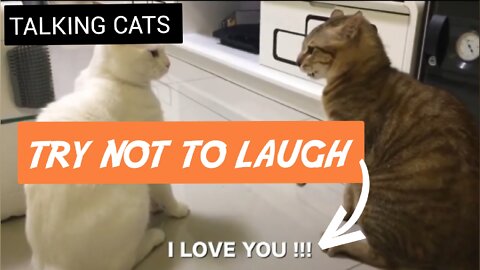 Talking Cats!! Funny Cat saying "I LOVE YOU" || TRY NOT TO LAUGH