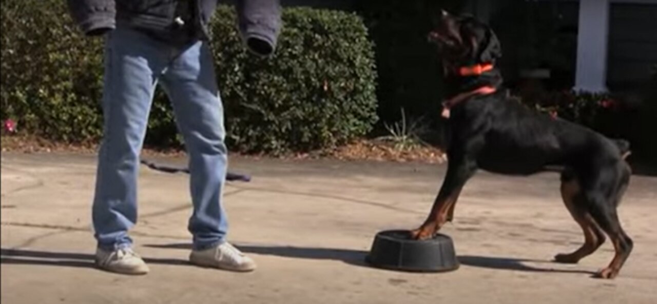 Teaching dogs to guard people and objects