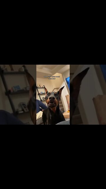 1Min Animal World #dogs #cats #pet