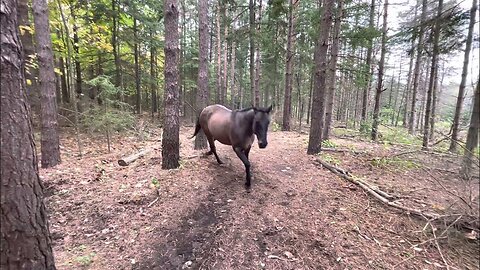 Horse Kicks Tree, Farts on Dog, and Then Runs Away