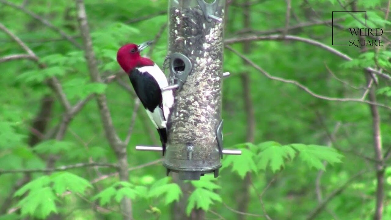 Interesting facts about red headed woodpecker by weird square