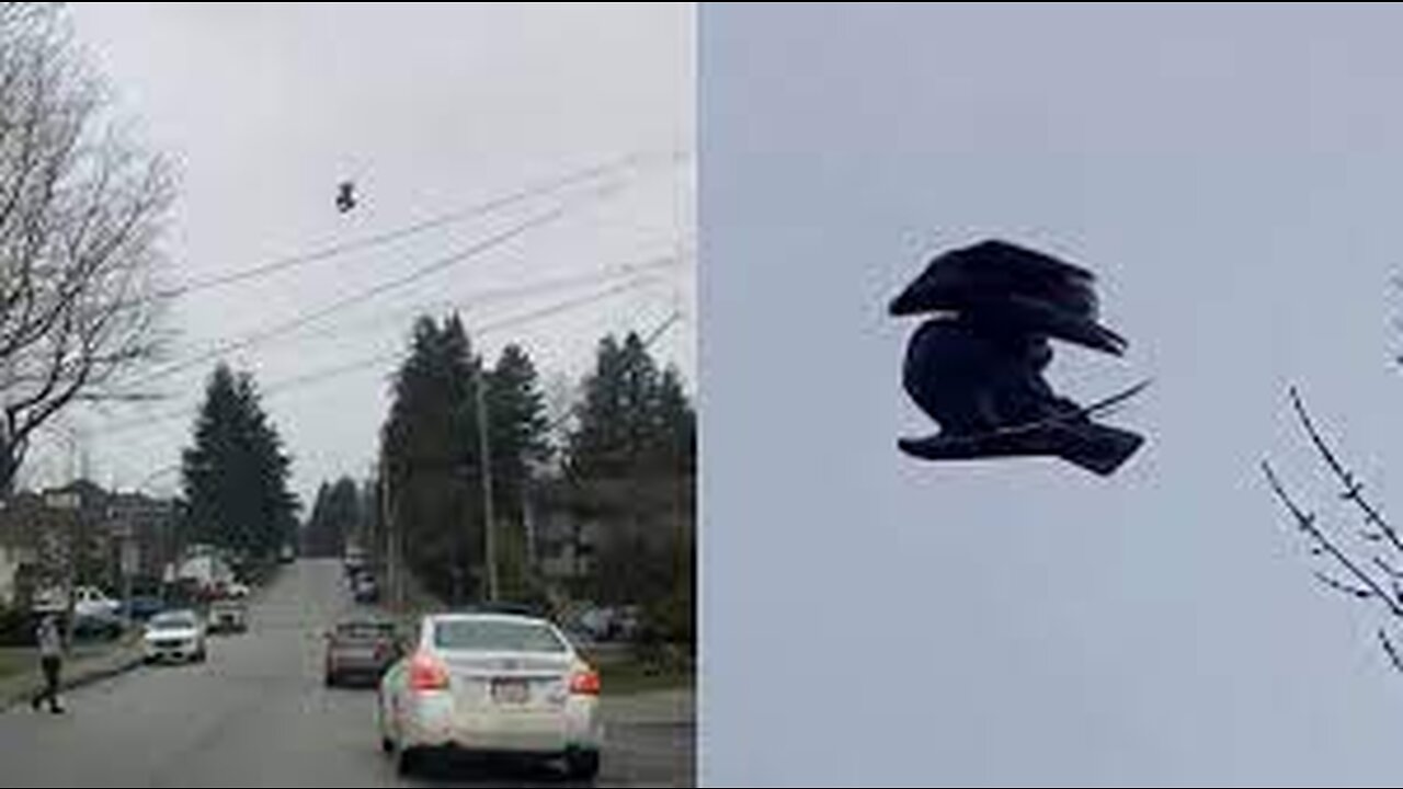 Glitch in the Matrix? Bird spotted STUCK in MID air