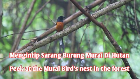 Peek at the Murai Bird's nest in the forest