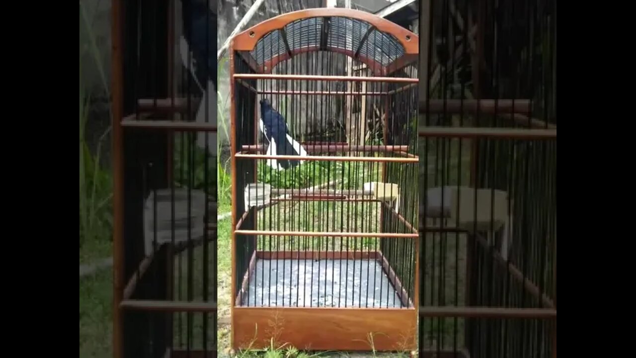 Burung