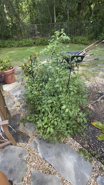 🍅Cherry Tomatos🍅Part 1