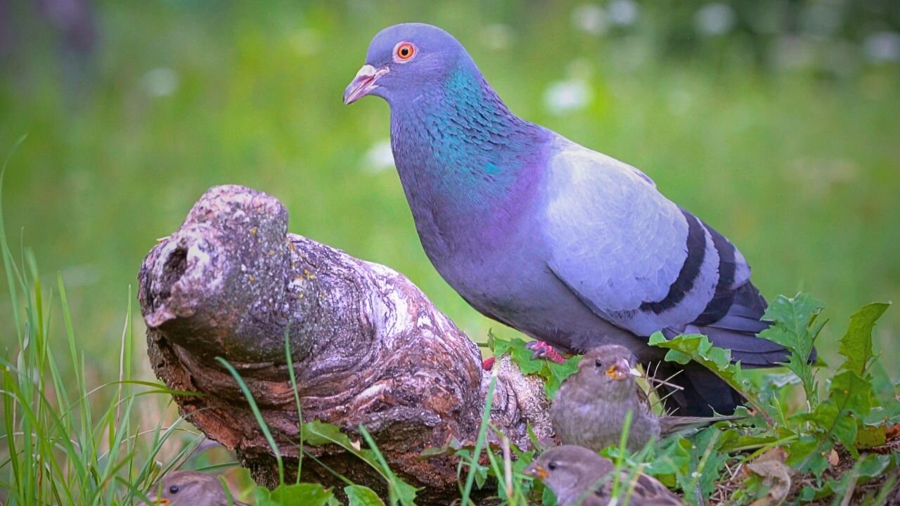 The Pigeon Discovers the New Site, but the Sparrows Get to Eat As Well