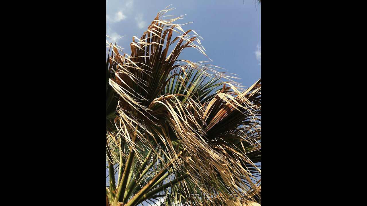 BBC REEL-Extinct Judean date tree from the time of Jesus rises from the dead in Israel.