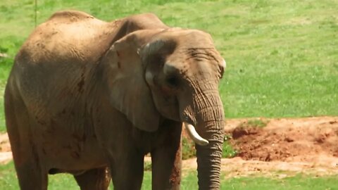 More elephant action! - North Carolina zoo (Asheboro, NC) - walk with me, Steve Martin