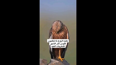 حقيقة الزوج قبل العيد