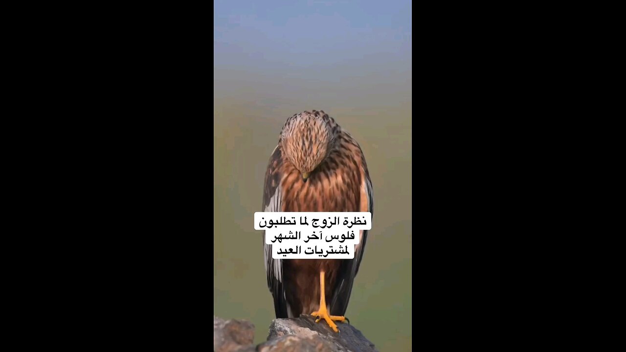 حقيقة الزوج قبل العيد