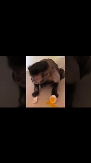 I’m in trouble I didn’t wait!! But I was just trying to make my own breakfast I’m almost #shorts