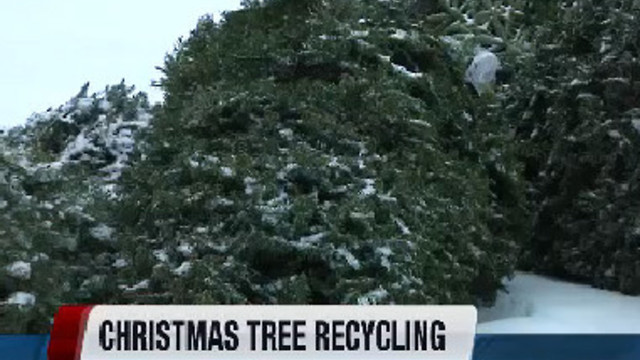 Christmas tree recycling in Nampa