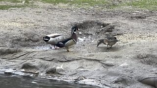 Wood Ducks hanging out