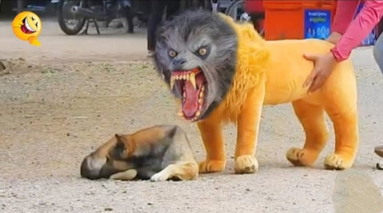 Troll Prank Dog_animal funny and fake lion and fake tiger prank to dog & huge box Prank to dog