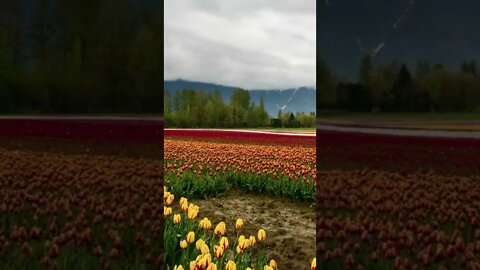 Field of Tulips